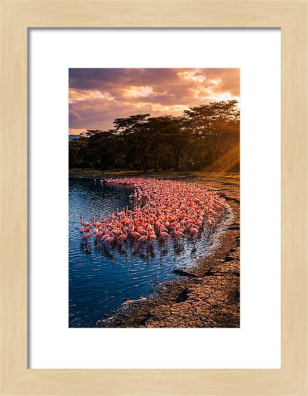 Flamingos At Lake Nakuru