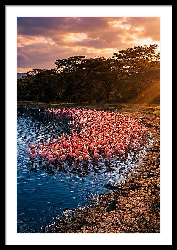 Flamingos At Lake Nakuru