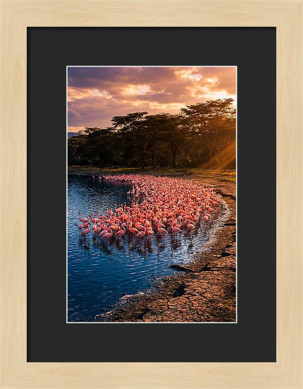 Flamingos At Lake Nakuru