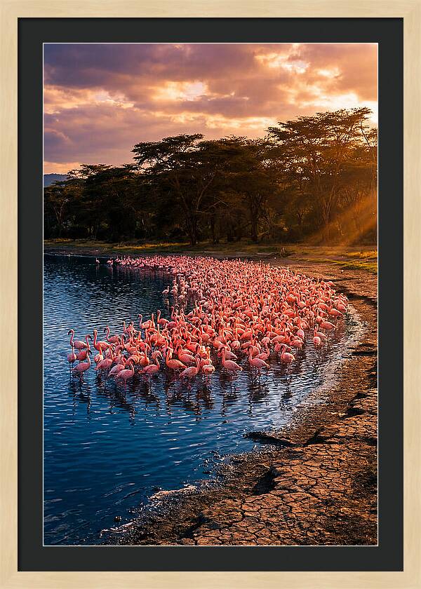 Flamingos At Lake Nakuru