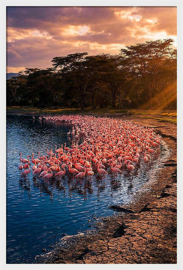 Flamingos At Lake Nakuru