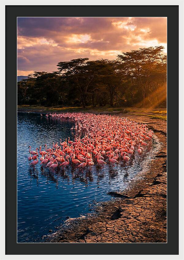 Flamingos At Lake Nakuru