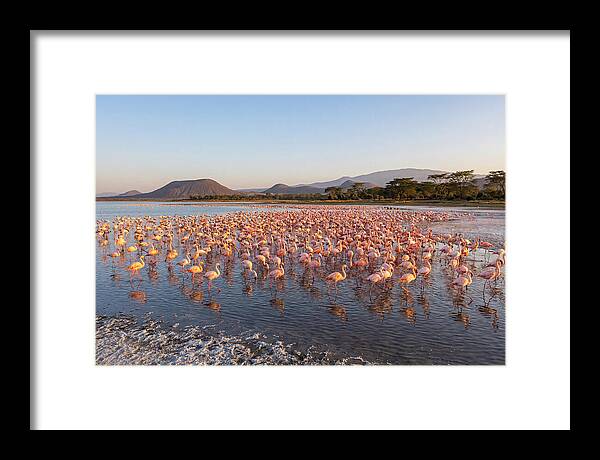 Flamingos Feeding At Sunset
