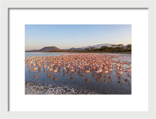 Flamingos Feeding At Sunset