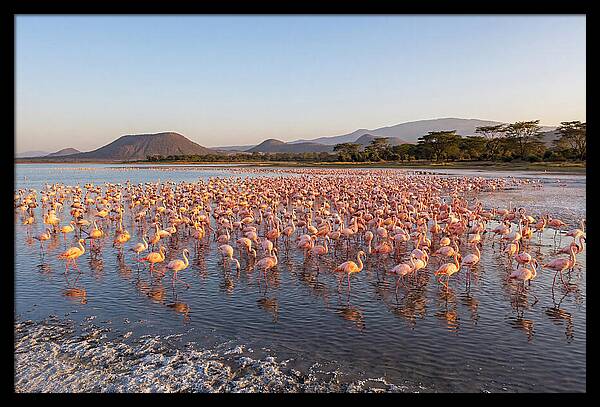 Flamingos Feeding At Sunset