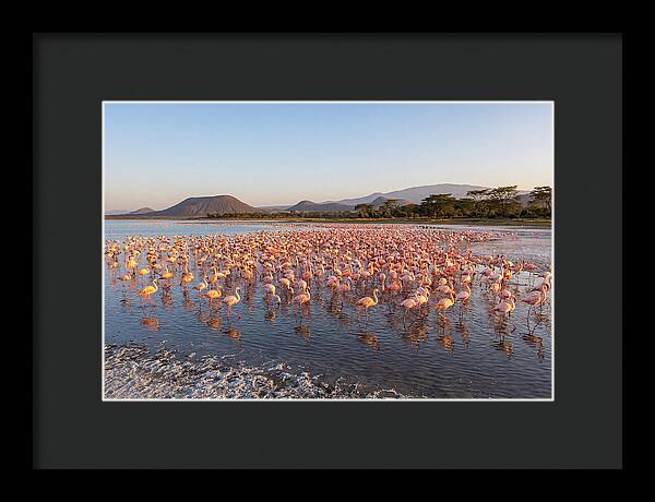 Flamingos Feeding At Sunset