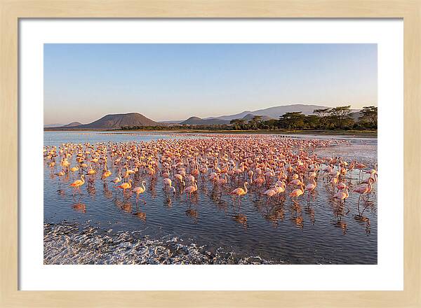 Flamingos Feeding At Sunset