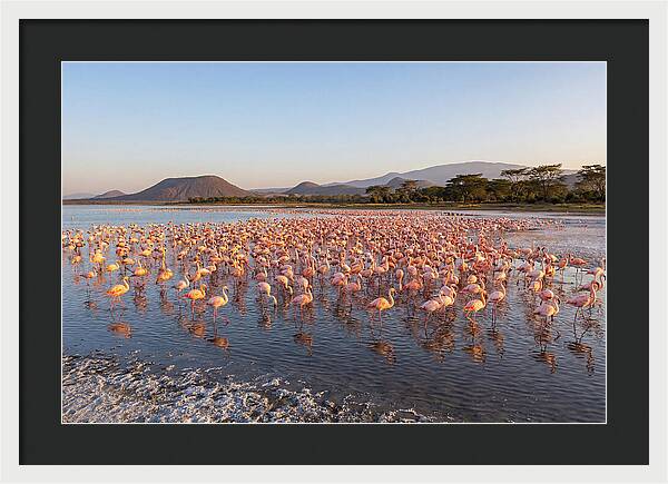 Flamingos Feeding At Sunset