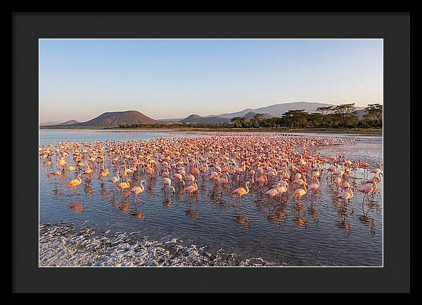 Flamingos Feeding At Sunset