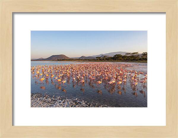 Flamingos Feeding At Sunset