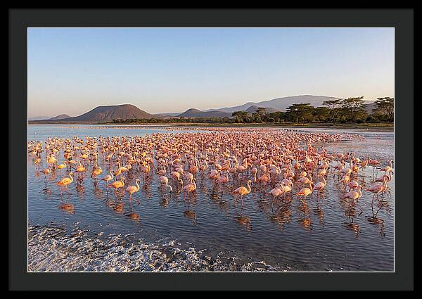 Flamingos Feeding At Sunset