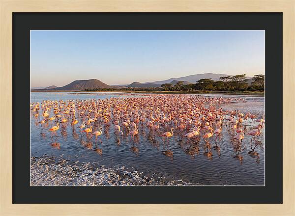 Flamingos Feeding At Sunset
