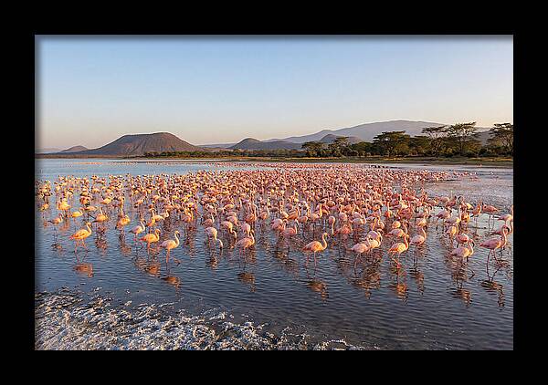 Flamingos Feeding At Sunset