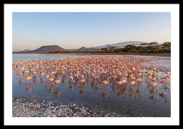 Flamingos Feeding At Sunset