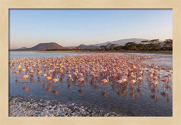 Flamingos Feeding At Sunset