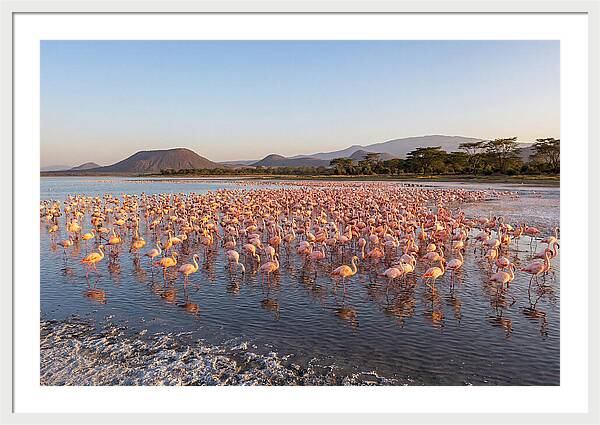 Flamingos Feeding At Sunset