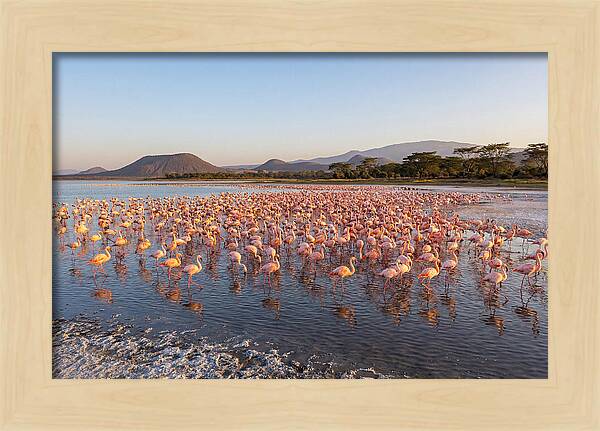 Flamingos Feeding At Sunset