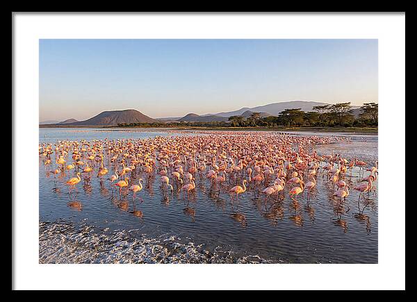 Flamingos Feeding At Sunset