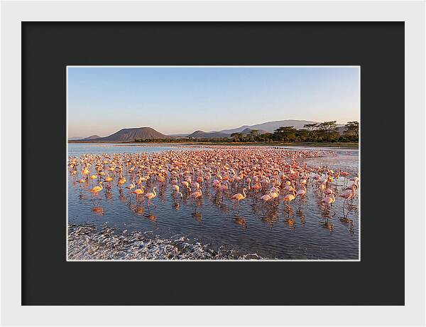 Flamingos Feeding At Sunset