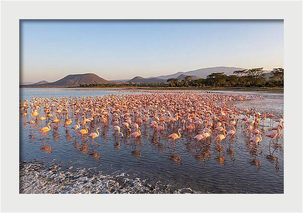 Flamingos Feeding At Sunset