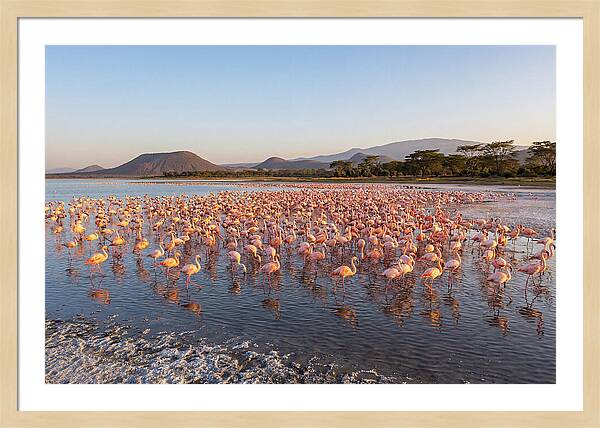 Flamingos Feeding At Sunset