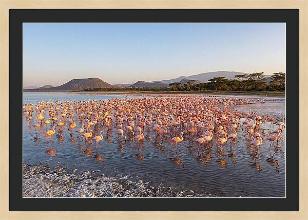 Flamingos Feeding At Sunset
