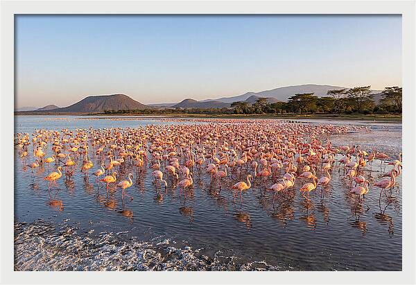 Flamingos Feeding At Sunset