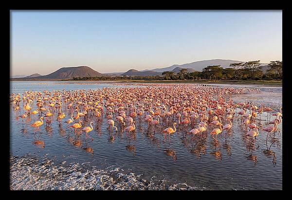 Flamingos Feeding At Sunset