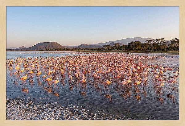 Flamingos Feeding At Sunset