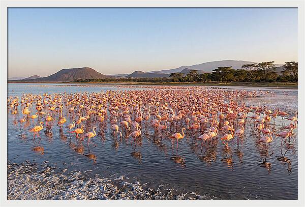 Flamingos Feeding At Sunset