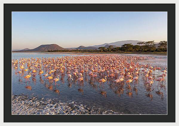 Flamingos Feeding At Sunset