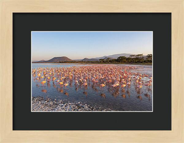 Flamingos Feeding At Sunset