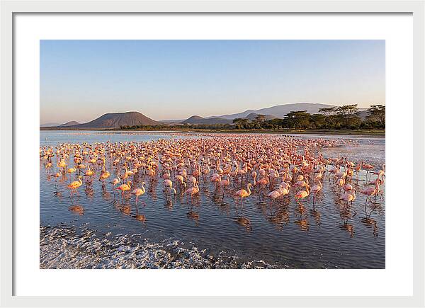 Flamingos Feeding At Sunset