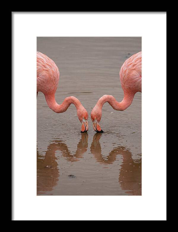 Flamingos Feeding Together