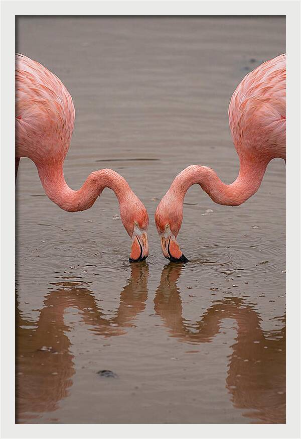 Flamingos Feeding Together
