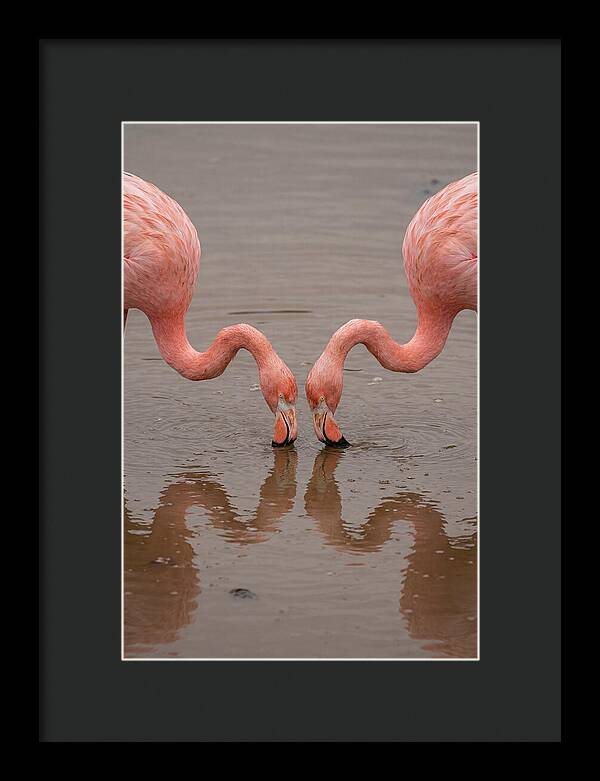 Flamingos Feeding Together