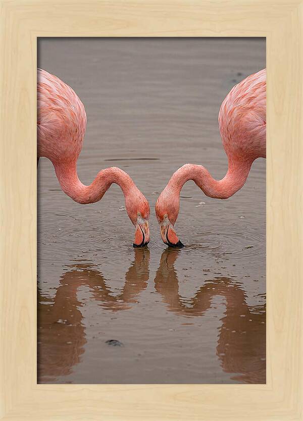 Flamingos Feeding Together