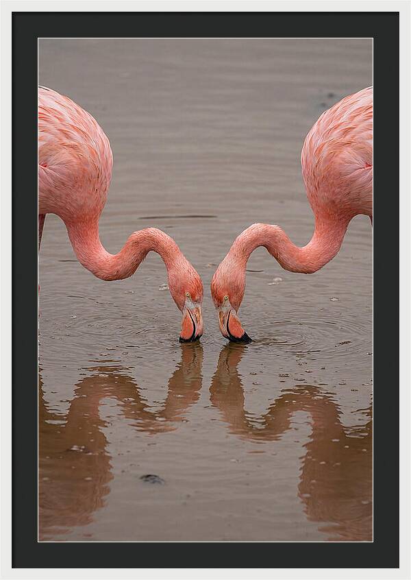 Flamingos Feeding Together