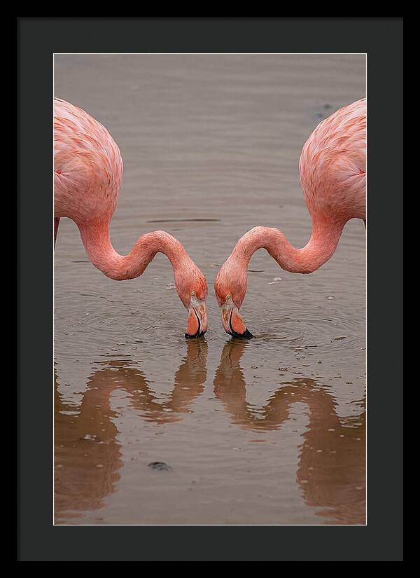 Flamingos Feeding Together