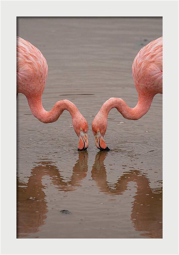 Flamingos Feeding Together