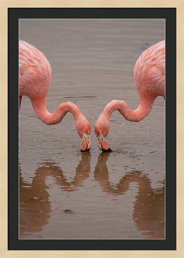 Flamingos Feeding Together