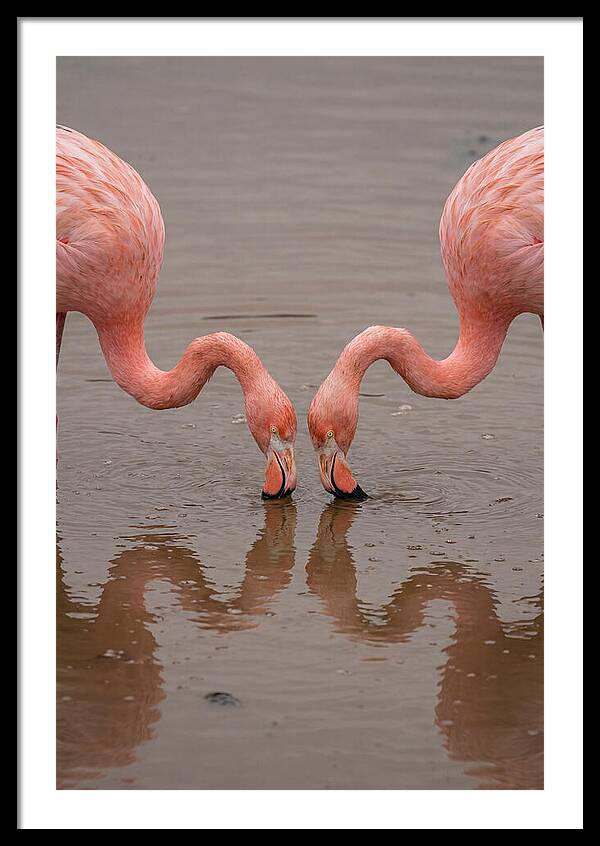Flamingos Feeding Together