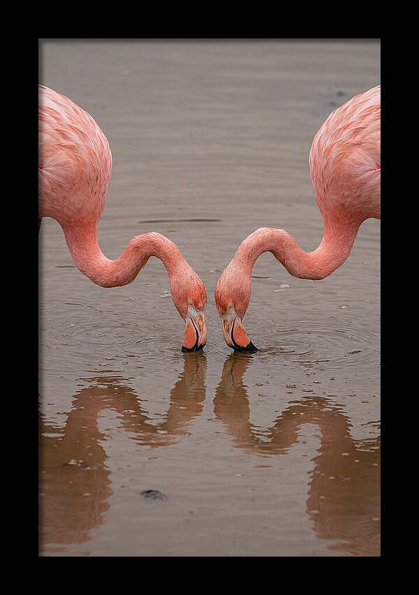 Flamingos Feeding Together