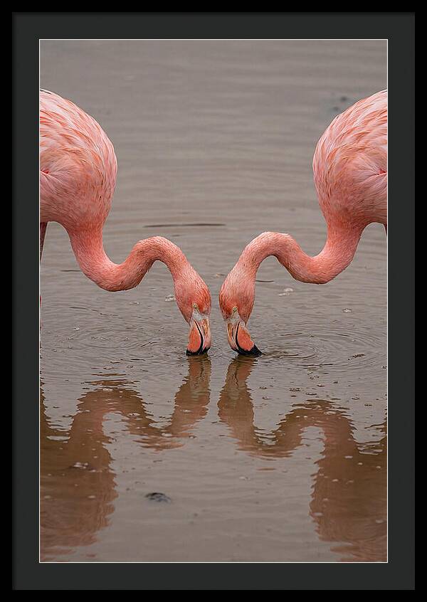 Flamingos Feeding Together