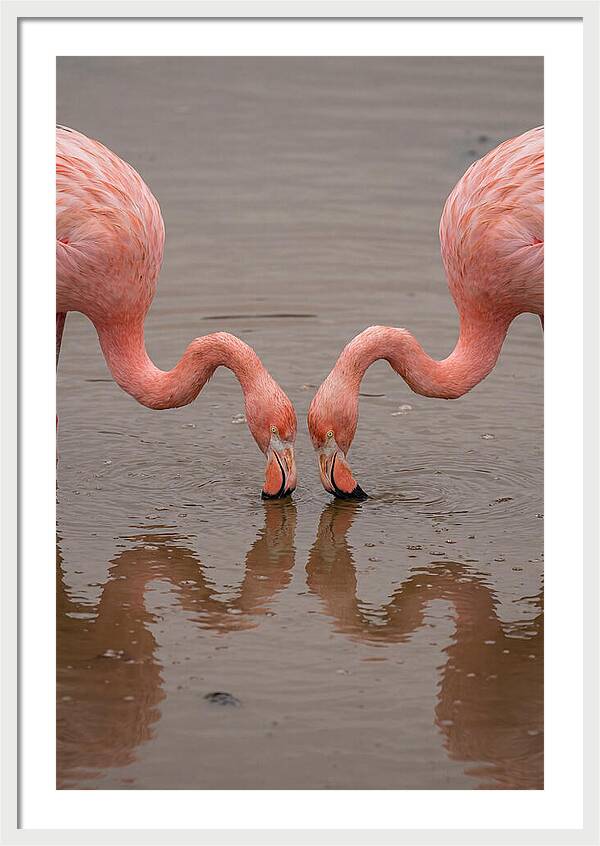 Flamingos Feeding Together
