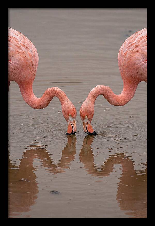 Flamingos Feeding Together