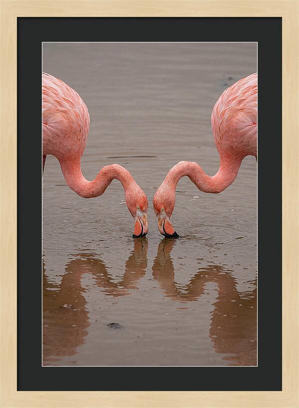 Flamingos Feeding Together
