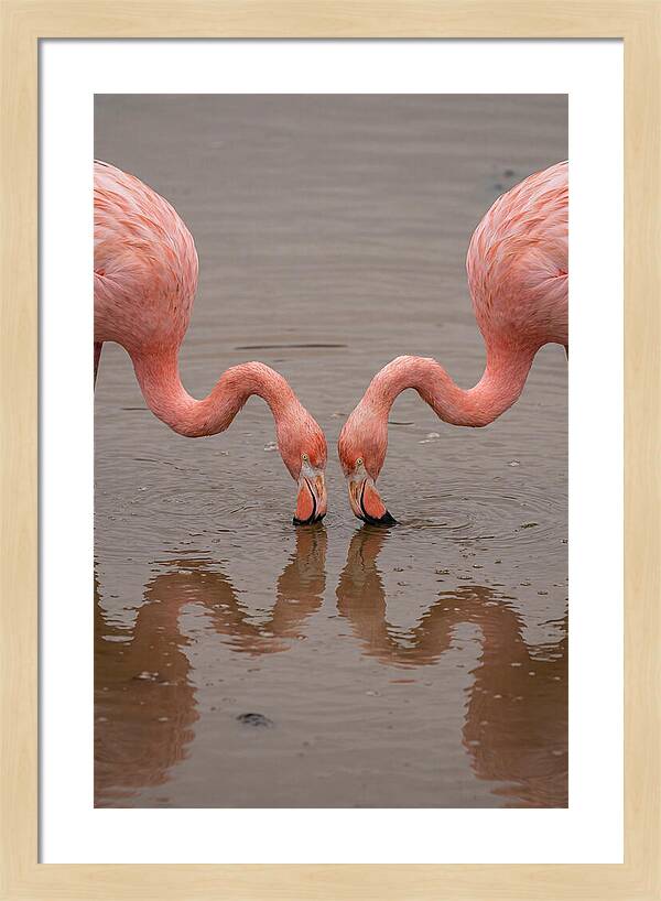 Flamingos Feeding Together