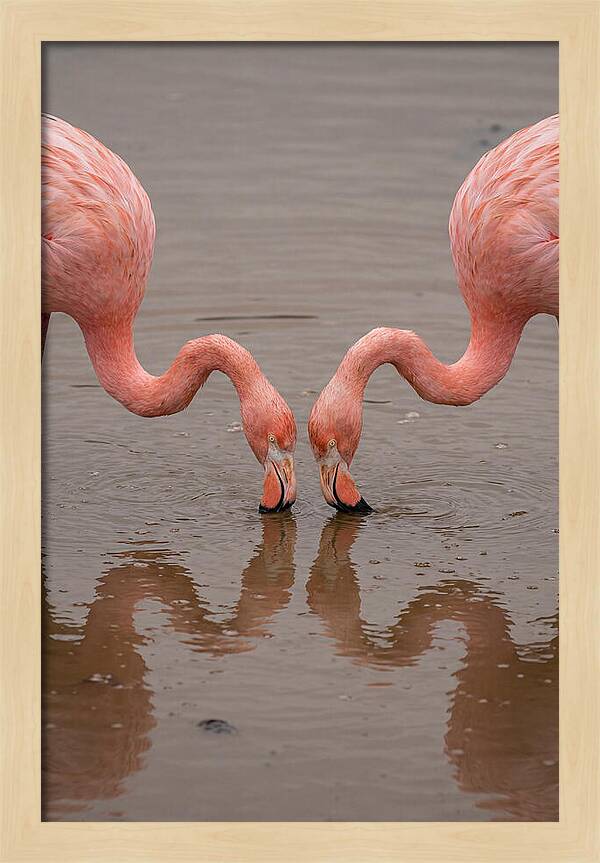 Flamingos Feeding Together