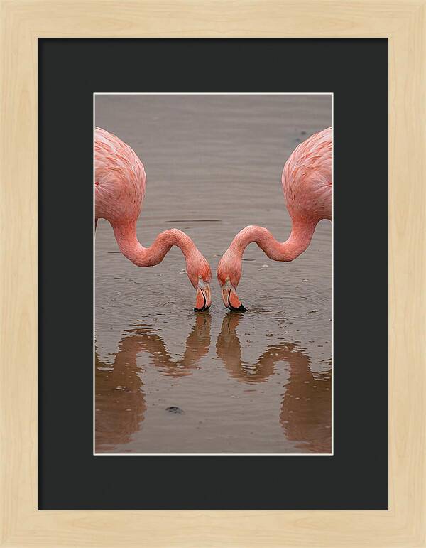 Flamingos Feeding Together